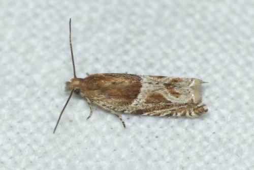Ancylis comptana